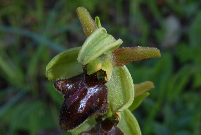 Ophrys sphegodes subsp.classica